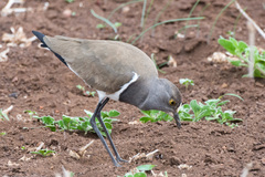 Vanellus lugubris