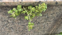 Pilea peploides