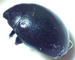 Nosodendron unicolor
