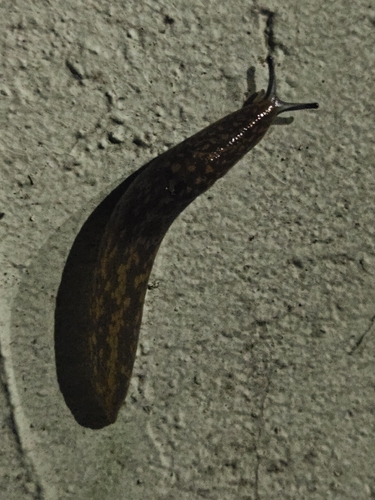 Limacus flavus