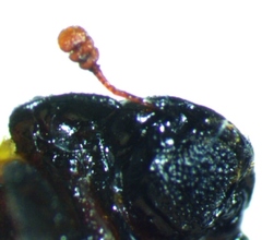 Nosodendron unicolor