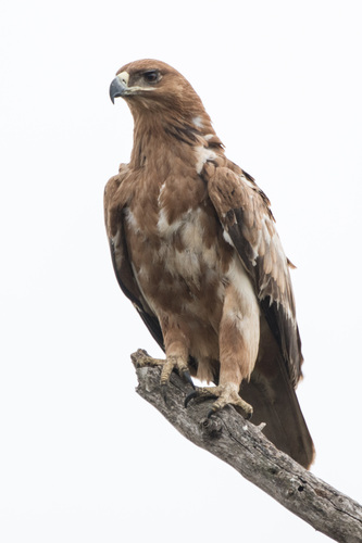 Tawny Eagle