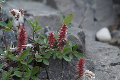 Salix saxatilis