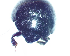 Nosodendron unicolor