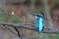 Alcedo atthis