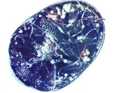 Nosodendron unicolor