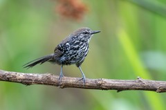 Formicivora acutirostris