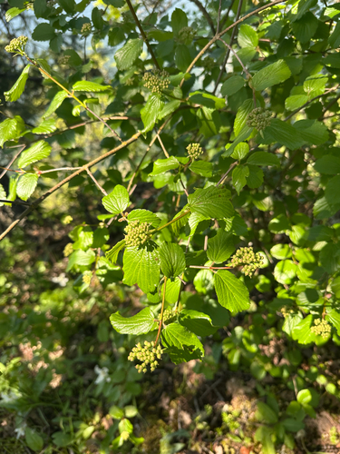 Viburnum ellipticum, photograph 4
