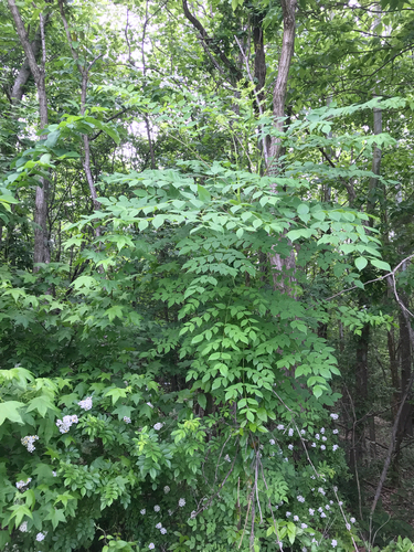 iNaturalist observation photo of devil's walkingstick