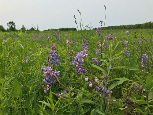 iNaturalist observation photo of Sundial Lupine