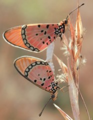 Acraea stenobea