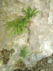 Asplenium trichomanes pachyrachis