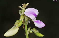Neustanthus phaseoloides