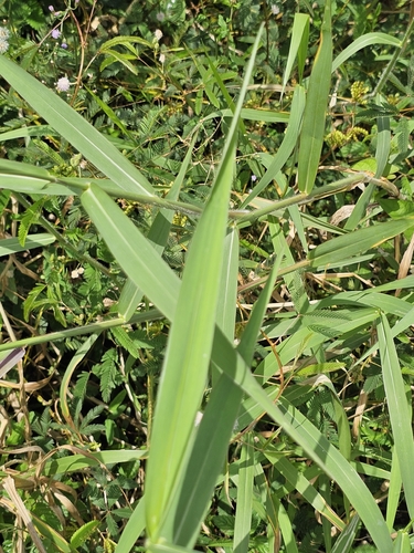 Urochloa mutica iNat (3)