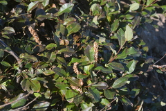 Salix taraikensis