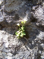 Chaenorhinum rubrifolium