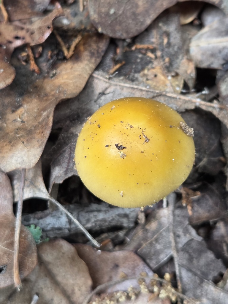 Amanita flavorubens · April 2026 · photo: © jthomlinson (iNaturalist, cc-by)