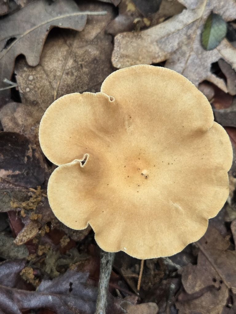 Infundibulicybe gibba · April 2026 · photo: © jthomlinson (iNaturalist, cc-by)