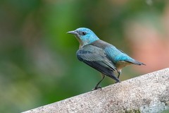 Dacnis nigripes