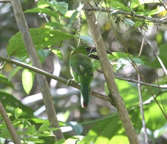 Aulacorhynchus derbianus