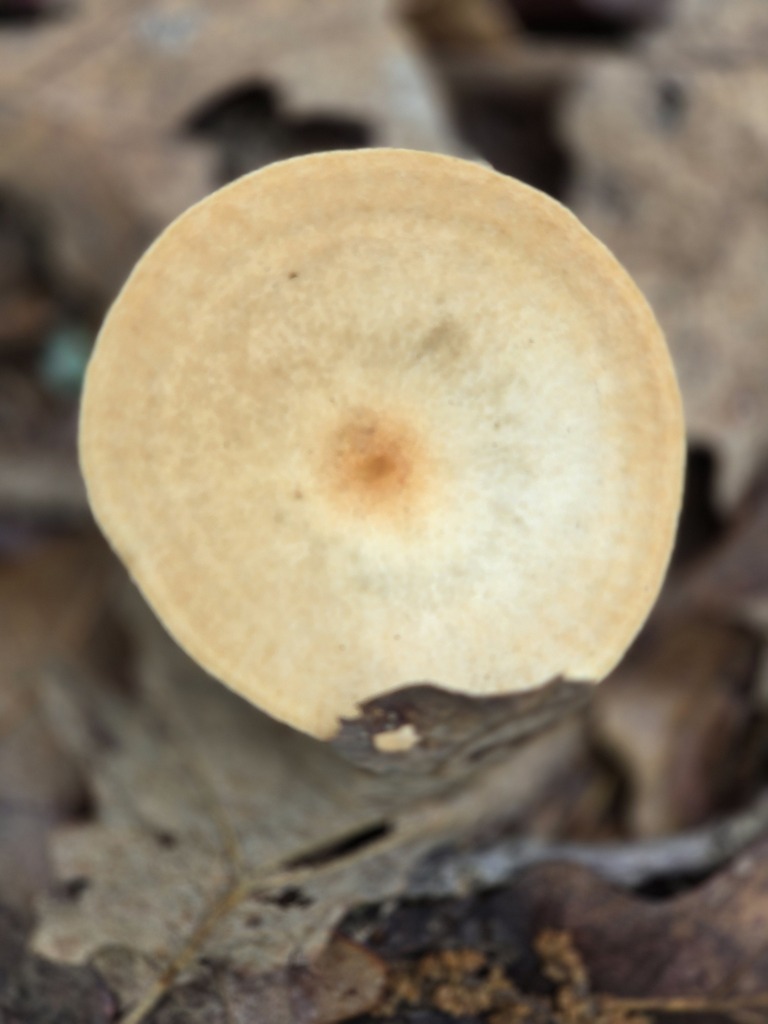 Infundibulicybe gibba · April 2026 · photo: © jthomlinson (iNaturalist, cc-by)