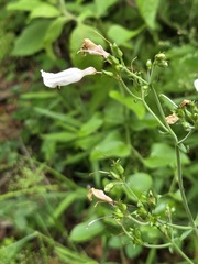 (c) John Thomlinson, some rights reserved (CC BY) Penstemon laxiflorus, photograph (c) John Thomlinson, some rights reserved (CC BY)