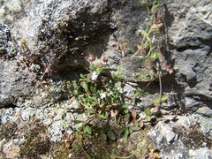Chaenorhinum rubrifolium