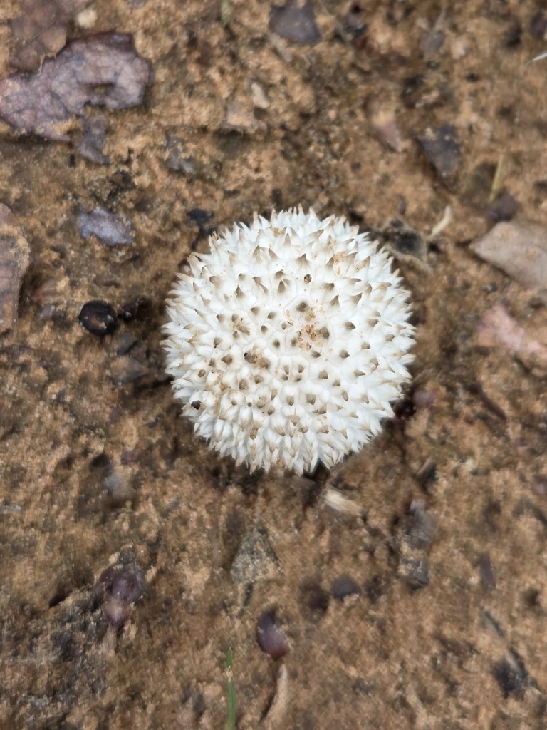 Lycoperdon marginatum · April 2026 · photo: © jthomlinson (iNaturalist, cc-by)