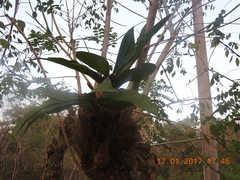 Catasetum