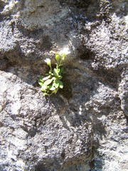 Chaenorhinum rubrifolium