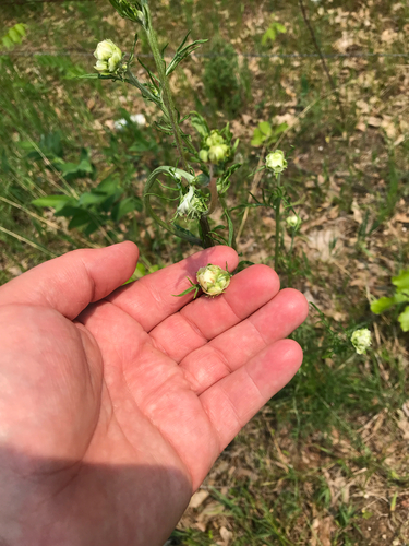 iNaturalist observation photo of Carolina Woollywhite