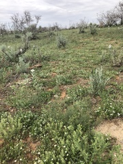 Chaetopappa asteroides