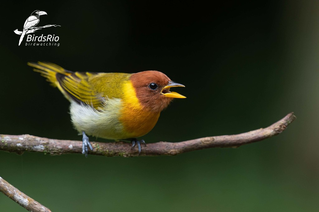 Rufous-headed Tanager photo
