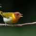 Rufous-headed Tanager - Photo (c) Hudson Martins Soares, some rights reserved (CC BY-NC), uploaded by Hudson Martins Soares