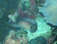 Gymnothorax zonipectis