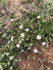 Chaetopappa asteroides