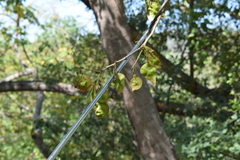 Pterocarpus acapulcensis