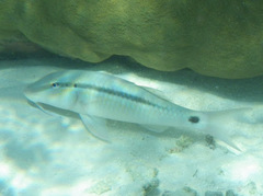 Parupeneus barberinus