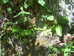 Pinguicula caussensis