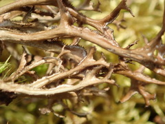 Cetraria ericetorum