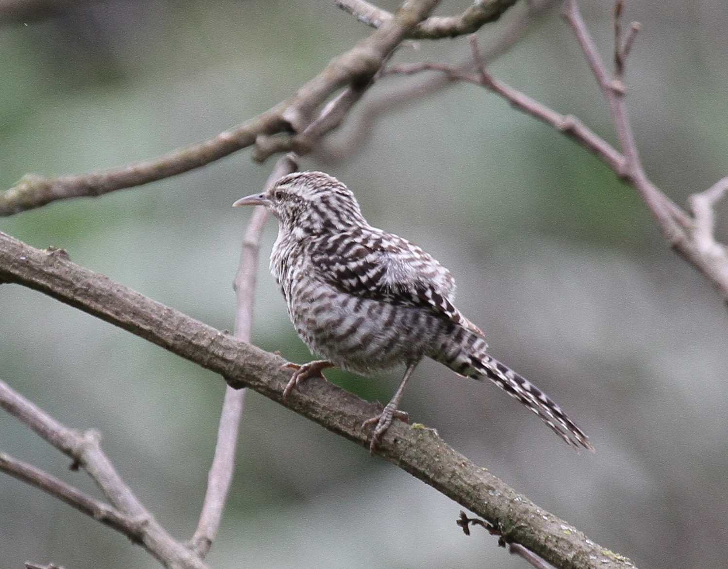 Campylorhynchus fasciatus image