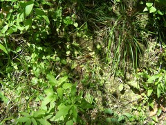 Pinguicula caussensis