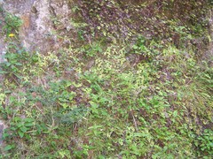 Pinguicula caussensis