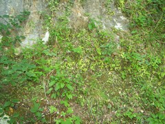 Pinguicula caussensis