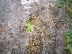 Pinguicula caussensis