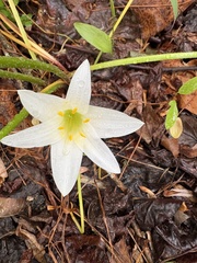 Zephyranthes atamasco, photograph author not stated, no rights reserved