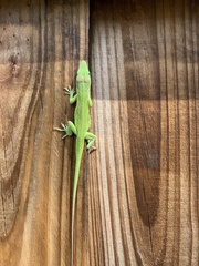 Anolis carolinensis