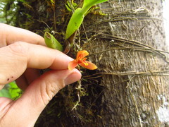 Maxillaria acutifolia