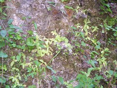 Pinguicula caussensis