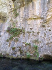 Pinguicula caussensis